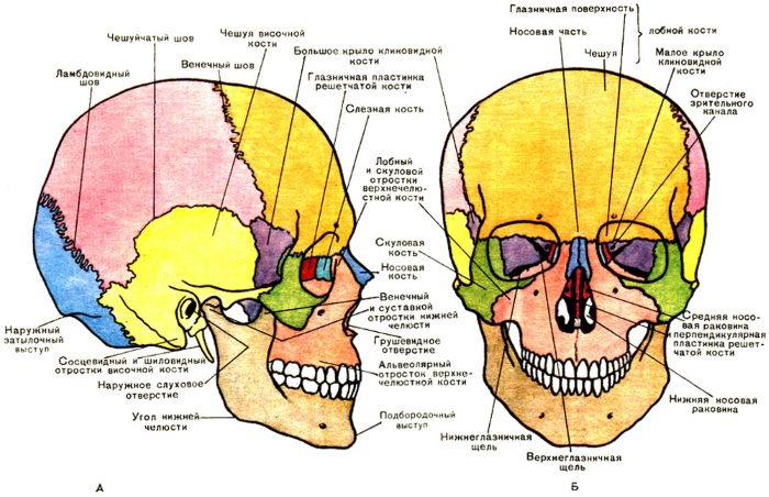 Anatomie du visage pour les cosmétologues. Muscles, nerfs, peau en couches, ligaments, amas graisseux, innervation, crâne. Schémas, description