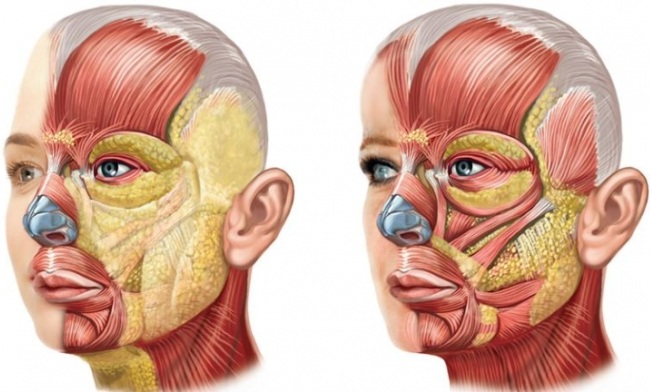 Anatomie du visage pour les cosmétologues. Muscles, nerfs, peau en couches, ligaments, amas graisseux, innervation, crâne. Schémas, description