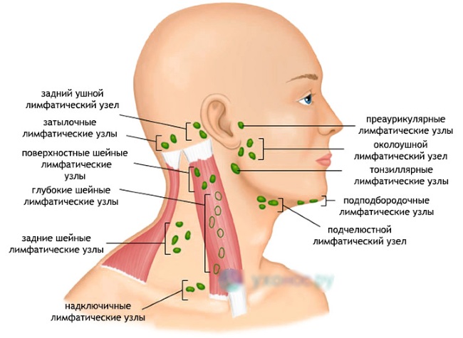 Anatomie du visage pour les cosmétologues. Muscles, nerfs, peau en couches, ligaments, amas graisseux, innervation, crâne. Schémas, description