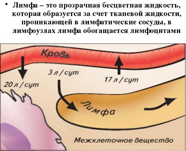 Anatomie du visage pour les cosmétologues. Muscles, nerfs, peau en couches, ligaments, amas graisseux, innervation, crâne. Schémas, description