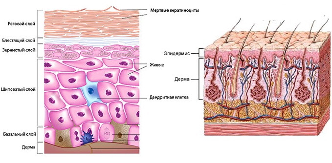 Anatomie du visage pour les cosmétologues. Muscles, nerfs, peau en couches, ligaments, amas graisseux, innervation, crâne. Schémas, description