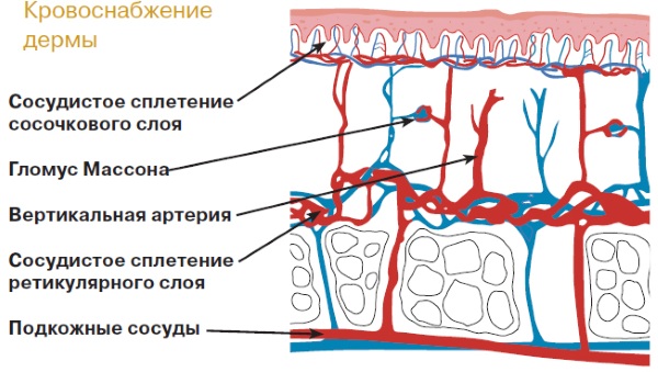 Anatomie du visage pour les cosmétologues. Muscles, nerfs, peau en couches, ligaments, amas graisseux, innervation, crâne.Schémas, description