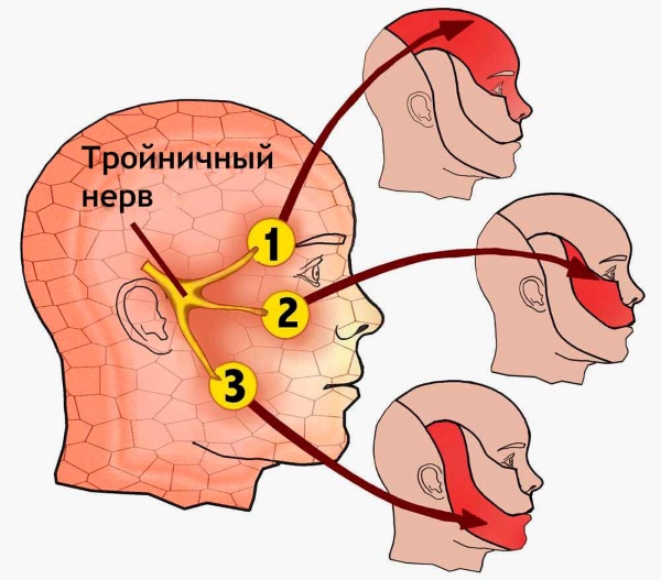 Anatomie du visage pour les cosmétologues. Muscles, nerfs, peau en couches, ligaments, amas graisseux, innervation, crâne. Schémas, description