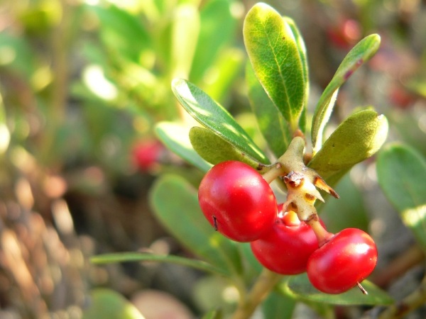 Arbutine. À quoi ça sert dans les cosmétiques. Crèmes, masques pour les taches de vieillesse, propriétés, application en gynécologie