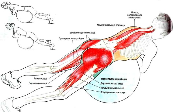 Hyperextension. Qu'est-ce que c'est, un simulateur, une technique d'exécution. Comment faire un exercice à la maison sans simulateur, sur un fitball. Contre-indications