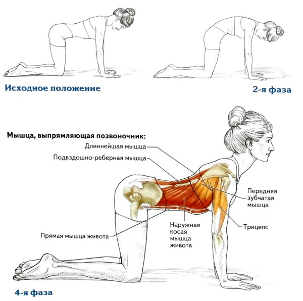 Exercices pour l'abdomen et les côtés pour éliminer la graisse de la taille. Entraînements efficaces à la maison