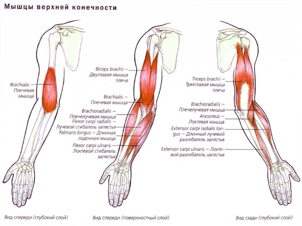 Exercices de la main pour les filles à la maison. Entraînements avec et sans haltères, poids corporel pour les biceps, les triceps. Comment construire du muscle