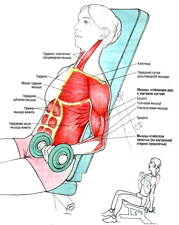 Exercices de la main pour les filles à la maison. Entraînements avec et sans haltères, poids corporel pour les biceps, les triceps. Comment construire du muscle