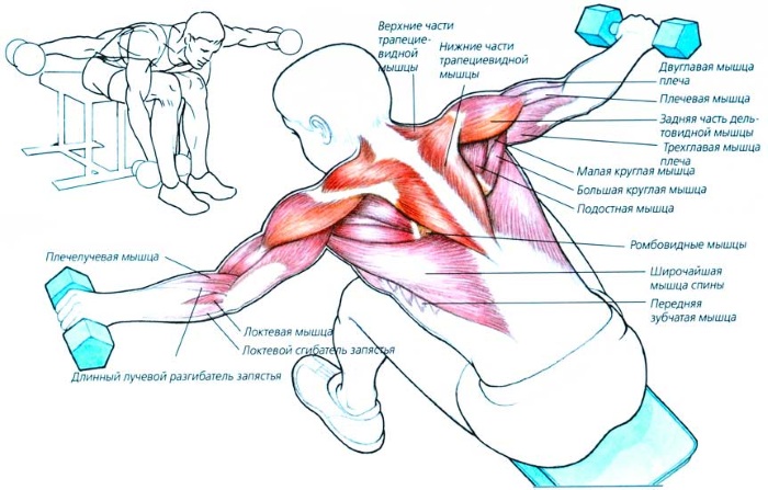 Exercices de la main pour les filles à la maison. Entraînements avec et sans haltères, poids corporel pour les biceps, les triceps. Comment construire du muscle