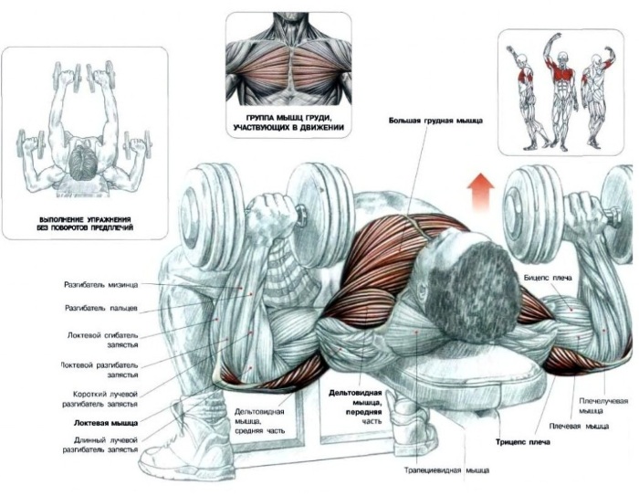 Exercices avec des haltères pour le dos. Programme d'entraînement pour resserrer les muscles, avec hernie de la colonne vertébrale, scoliose, ostéochondrose