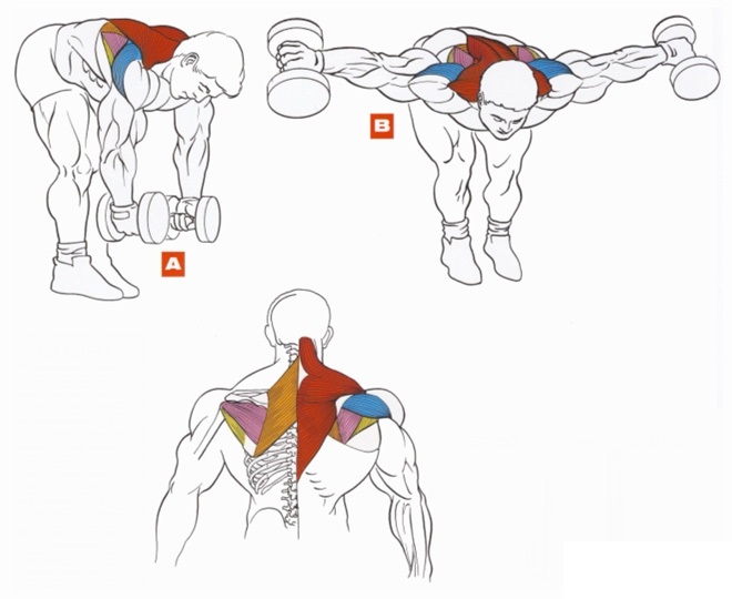 Exercices avec des haltères pour le dos. Programme d'entraînement pour resserrer les muscles, avec hernie de la colonne vertébrale, scoliose, ostéochondrose