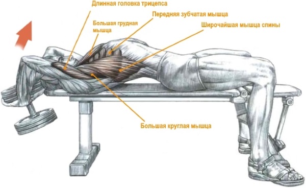 Exercices de base dans le gymnase pour les filles pour tous les groupes musculaires, perte de poids