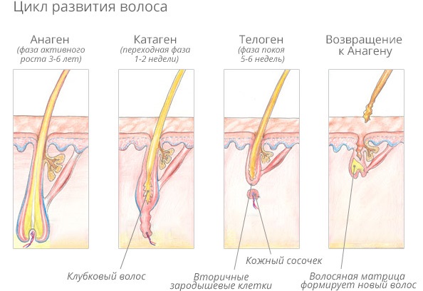 Épilation laser. Est-ce nocif pour la santé, les avis des médecins, les contre-indications et les conséquences. À quelle fréquence pouvez-vous faire