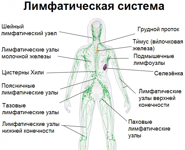 Massage manuel de drainage lymphatique. Avantages, comment faire comme chez soi