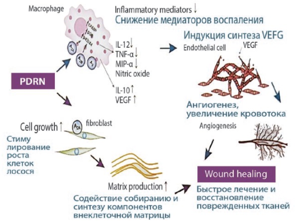 Polynucléotides en cosmétologie par injection. Préparations, prix, où acheter