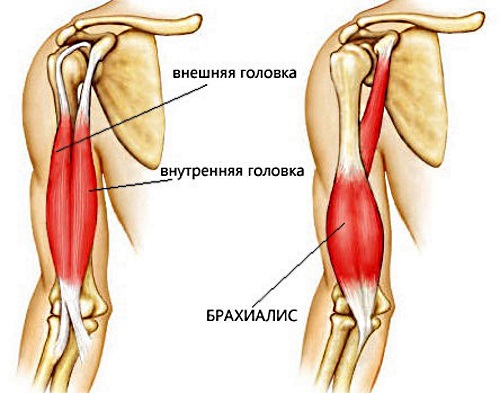 Les exercices pour les biceps dans le gymnase pour les filles sont basiques. Programme d'entraînement pour la semaine