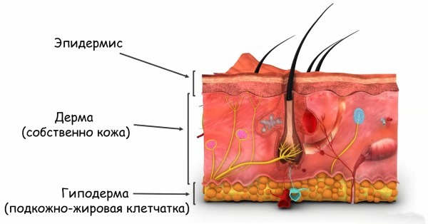 Couches de l'épiderme de la peau humaine pour une esthéticienne. Fonctions, photo, description