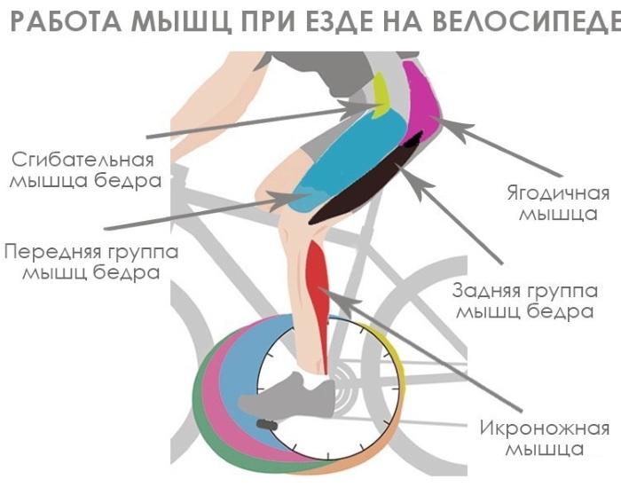 Une balade à vélo. Avantages et inconvénients pour les hommes et les femmes. Norme combien vous devez conduire