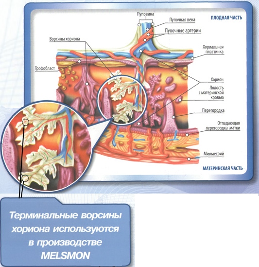 Melsmon est un médicament placentaire en cosmétologie. Photo, instruction, utilisation, comment piquer, effet sur le foie, prix, analogues