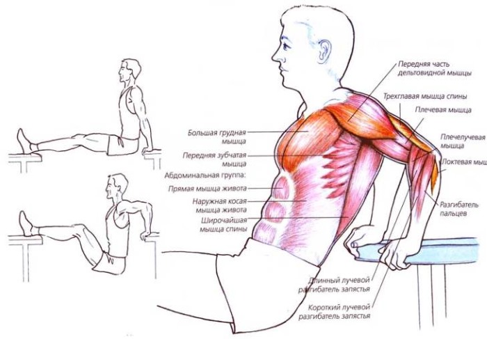 Inversez les pompes depuis le banc. Quels muscles travaillent, technique d'exécution pour les filles