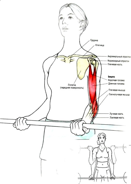 Exercices pour biceps avec et sans haltères, sur une barre horizontale, avec une barre pour les filles. Programme à domicile