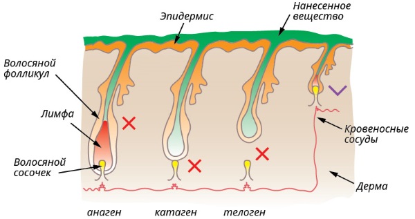 Épilation / épilation à domicile avec cire / sucre / miel, shugaring. Comment faire, recettes