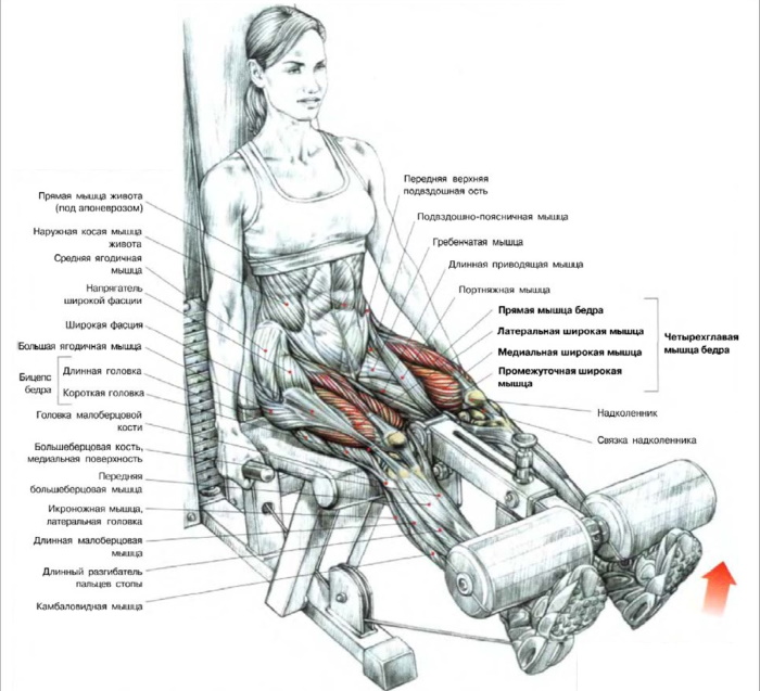 Extension des jambes dans le simulateur assis, sur les quadriceps, couché. Avantages, technique, quels muscles travaillent