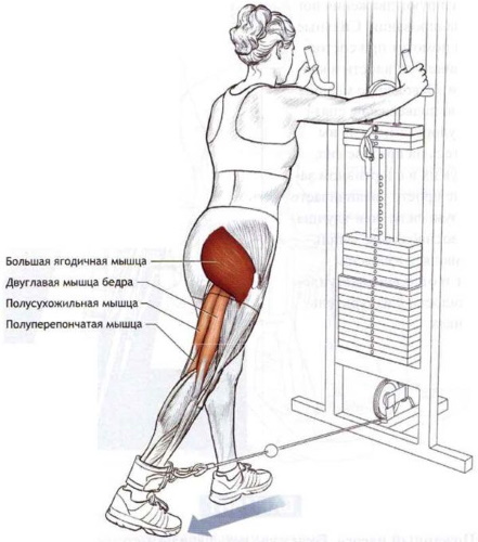 Extension des jambes dans le simulateur assis, sur les quadriceps, couché. Avantages, technique, quels muscles travaillent