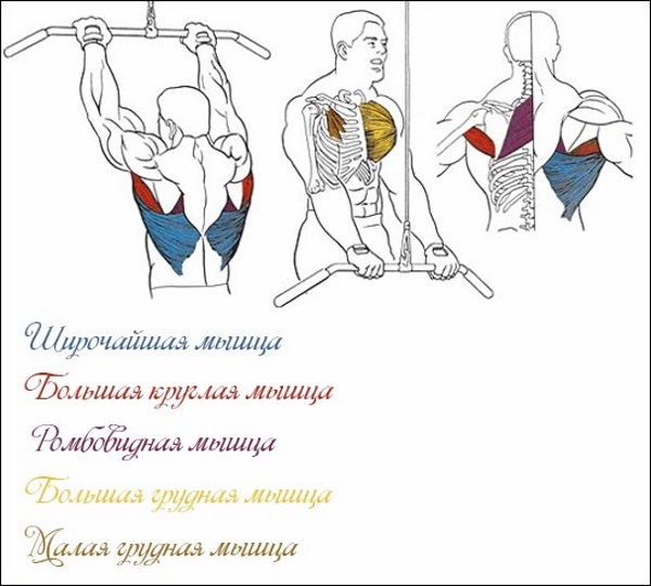 Rangée du bloc supérieur avec une prise étroite à la poitrine, à l'arrière. Quels muscles travaillent, technique pour les filles