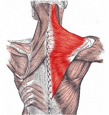 Exercices pour le muscle trapèze du dos avec des haltères pour les femmes