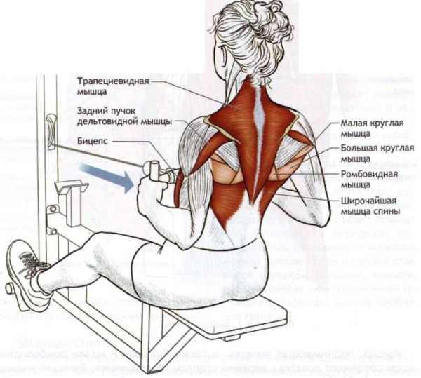 Retour de pompage dans la salle de gym avec haltères, haltères, bande élastique, poids corporel, sur la barre horizontale