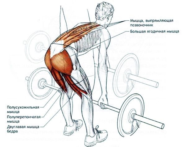 Deadlift avec haltères roumains pour femmes. Technique d'exécution, quels muscles travaillent, effet