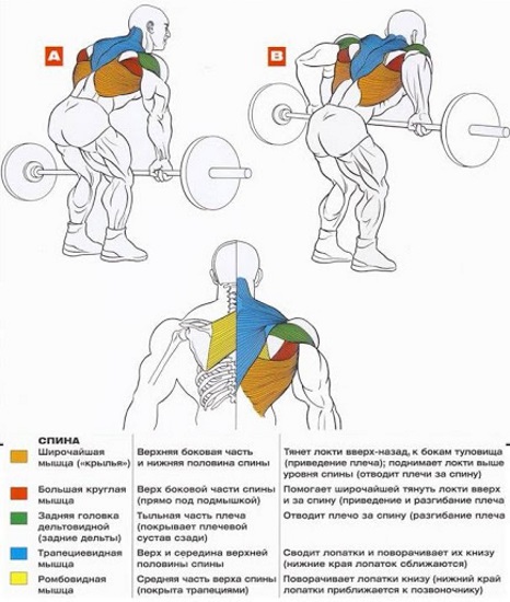 Rangée de la barre en pente vers la ceinture. Technique d'exécution pour les filles avec une prise inversée, large et étroite, dont les muscles travaillent