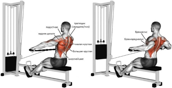 Rangée de la barre en pente vers la ceinture. Technique d'exécution pour les filles avec une prise inversée, large et étroite, dont les muscles travaillent