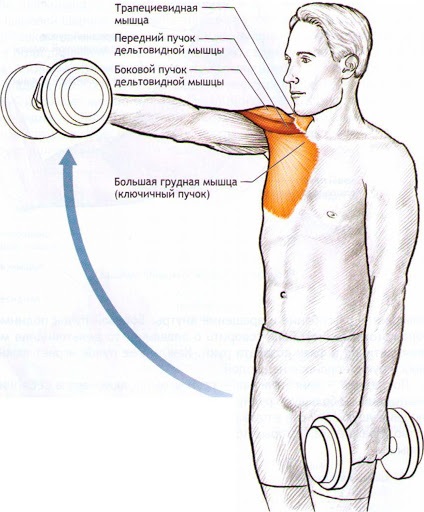 Exercices pour le delta de l'épaule avant pour les filles avec isolation, kettlebell, haltères. Complexe