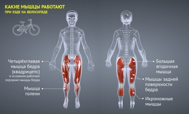 Cycle d'entraînement. Qu'est-ce que c'est, quels muscles travaillent, avantages, dommages, technique