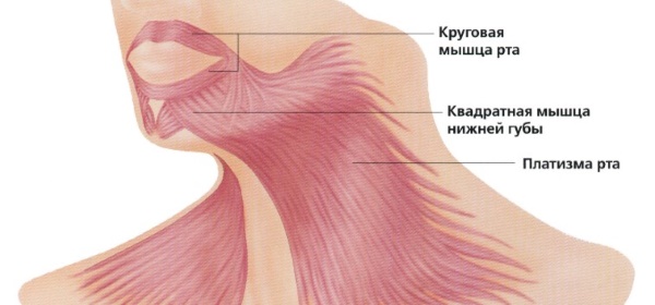 Contour du visage à partir du double menton. Photos avant et après la chirurgie, prix, avis