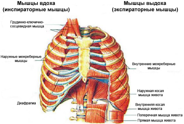 Muscles intercostaux. Où sont situés, fonctions, comment pomper, exercices. Vidéo