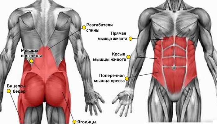 Muscles du tronc. Qu'est-ce que c'est, où sont-ils, des exercices pour les femmes, comment pomper