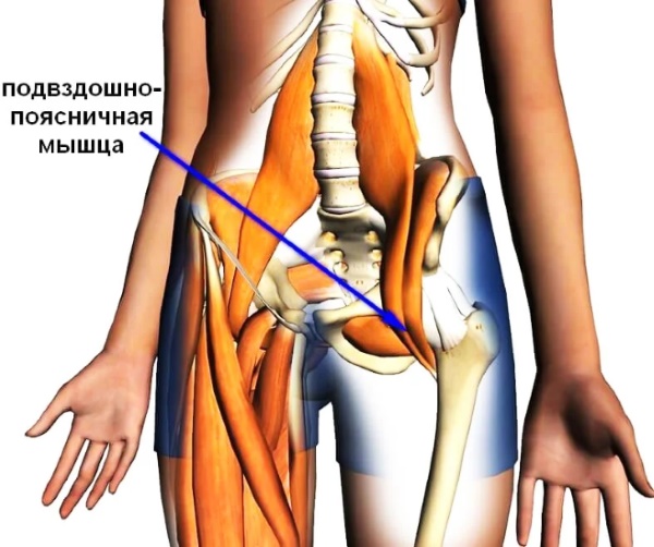 Le muscle iliopsoas. Exercices de renforcement, étirements, comment pomper