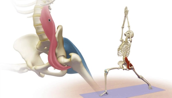 Le muscle iliopsoas. Exercices de renforcement, étirements, comment pomper