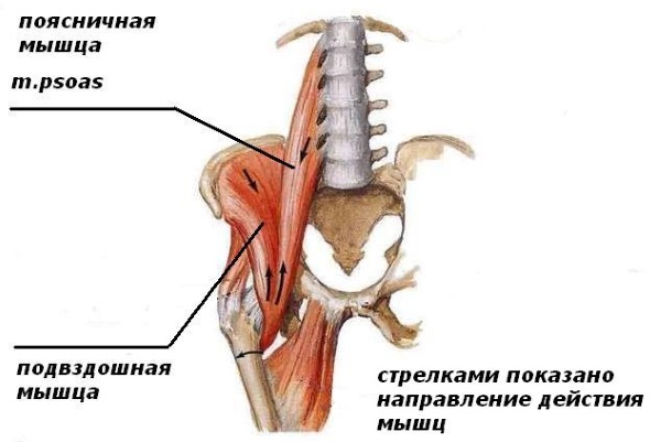 Le muscle iliopsoas. Exercices de renforcement, étirements, comment pomper