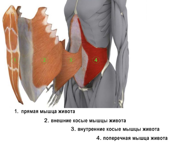 Comment gonfler le muscle abdominal transversal. Exercices d'entraînement