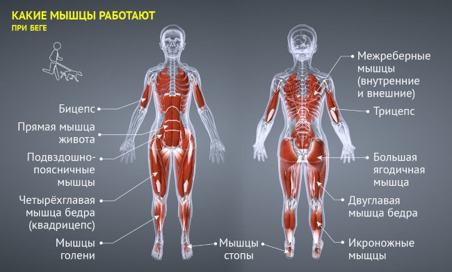 Le jogging. C'est comme, la vitesse, les avantages et les inconvénients, la technique d'exécution