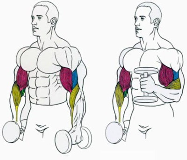 Élever des haltères devant vous. Quels muscles travaillent, comment le faire debout, assis, technique