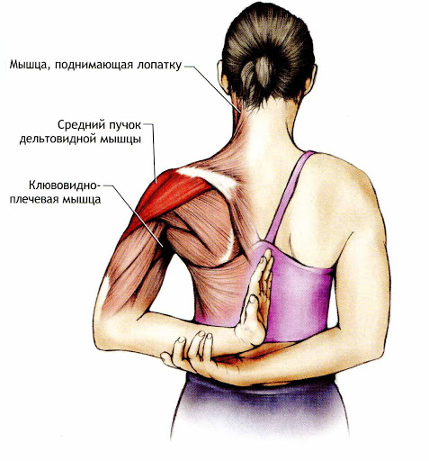 Exercices pour la zone du cou et du col, massage. Comment faire des didacticiels vidéo