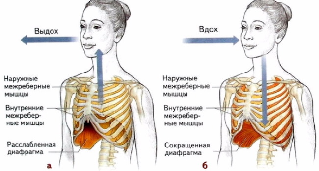 Comment respirer correctement lorsque vous faites des pompes, des tractions et d'autres exercices