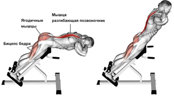 Exercices pour la partie inférieure des fesses à la maison, dans la salle de sport avec des haltères, des bandes élastiques