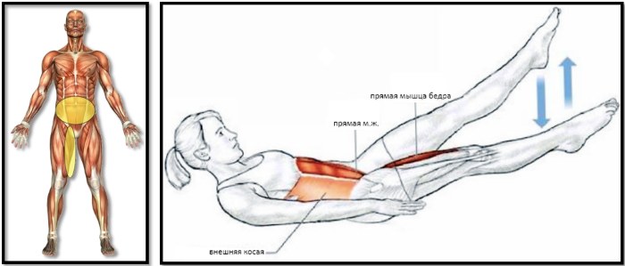 Les muscles obliques de l'abdomen chez les filles. Où sont, anatomie, exercices, photo