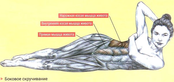 Les muscles obliques de l'abdomen chez les filles. Où sont, anatomie, exercices, photo